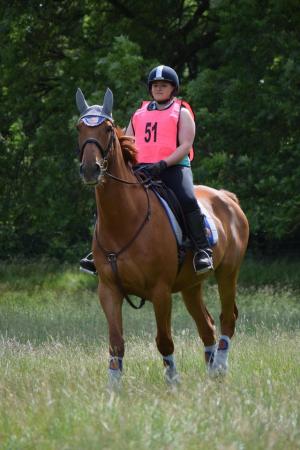 Image 2 of 17hh Irish sports horse gelding for part-loan