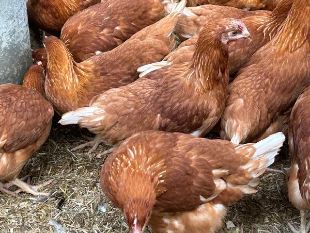 Preview of the first image of BROWN POINT OF LAY HENS..
