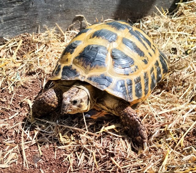 Horsefield Tortoises for sale. — Pets & Animals in Chelmsford