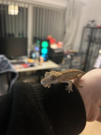 Image 1 of 6 month old crested gecko Unsexed juvenile For sale - £35