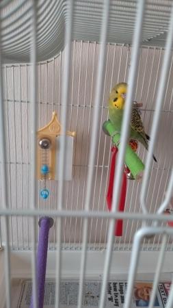Image 2 of Budgie and Cage for sale