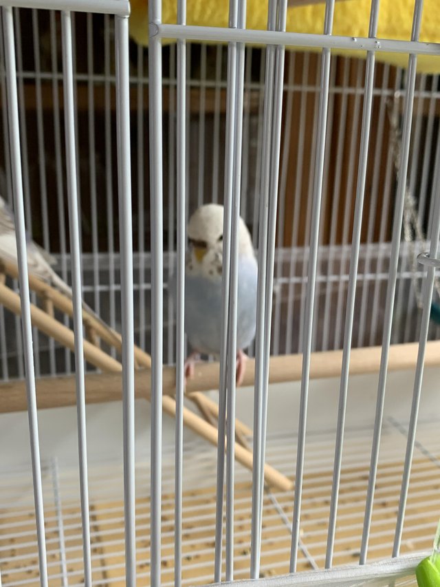Preview of the first image of Two baby budgies with cage.