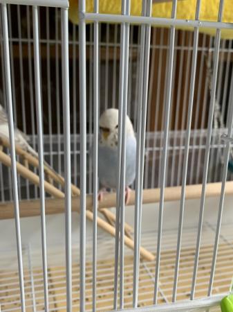 Image 1 of Two baby budgies with cage