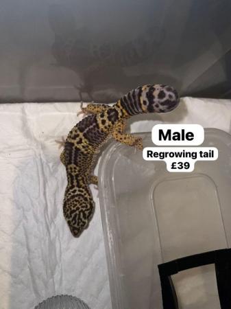 Image 11 of Reduced - leopard geckos for sale