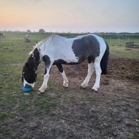 Image 2 of Sharer wanted for 14.2hh cob mare