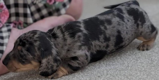 Image 11 of Ready now!!! KC registered miniature dachshunds for sale