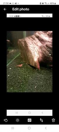 Image 4 of Red Cherry / Orange Pumpkin Shrimp (Neocaridina) - fish