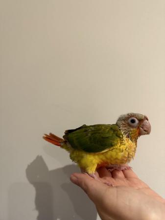 Image 6 of Hand Reared Baby Yellow Sided Pineapple Conures