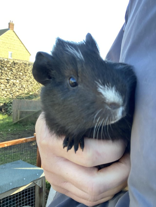 Preview of the first image of Beautiful baby guinea pigs for sale (boys ready now).