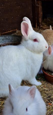 Image 1 of Liondwarf doe rabbit for sale