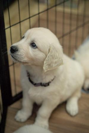 Image 10 of Stunning Golden retriever puppies, beautiful temperament