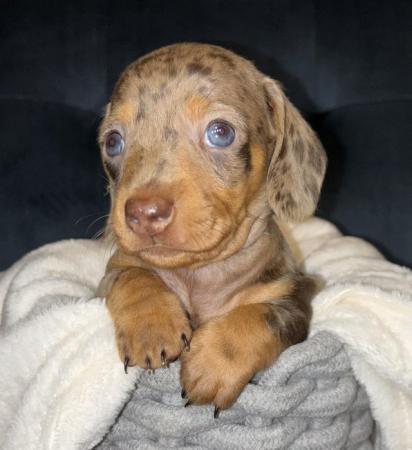 Image 11 of KC Registered Miniature Dachshund puppies.
