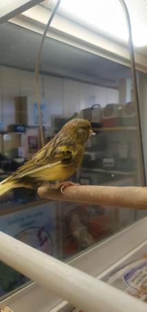 Image 4 of Canaries For Sale at Emerson's Pet Centre