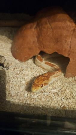 Image 3 of 3 year old male corn snake and vivarium