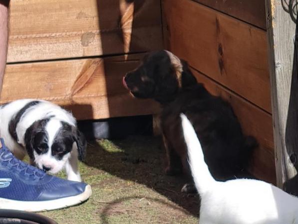 Image 13 of Spaniel cross pups 1 girl 1 boys available
