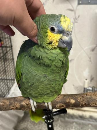 Image 1 of Beautiful Orange Winged Amazon Parrot tame with cage
