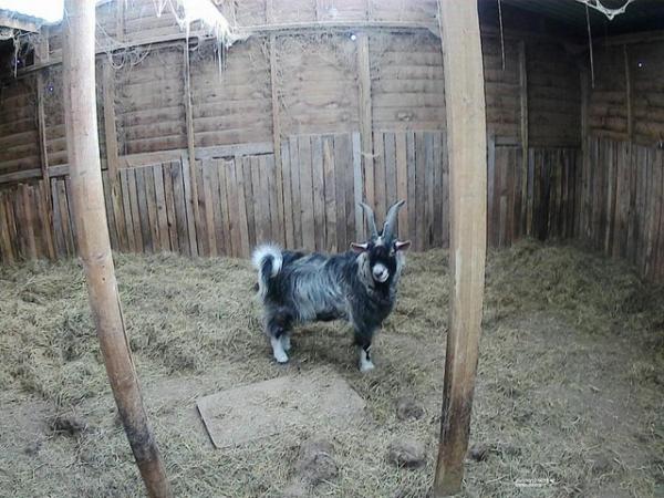 Image 7 of Male Pygmy Goat For Sale £200