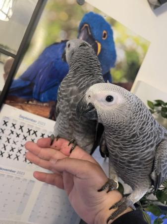 Image 3 of Super Silly Tame Baby African Greys