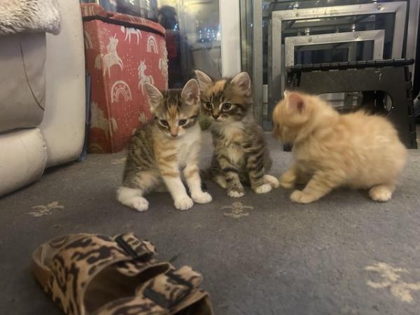 Image 19 of Absolutely beautiful kittens looking for forever families