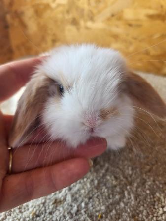 Image 5 of Baby Mini Lop Doe in light tri READY NOW