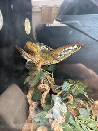 Image 1 of Bearded dragon and set up