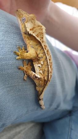 Image 5 of Gorgeous Tri Colour Harlequin Pinstripe Crested Gecko CB 22
