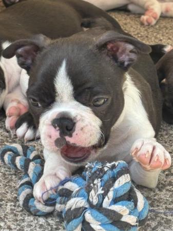 Image 5 of KC Reg Exceptional Boston Terrier Puppies