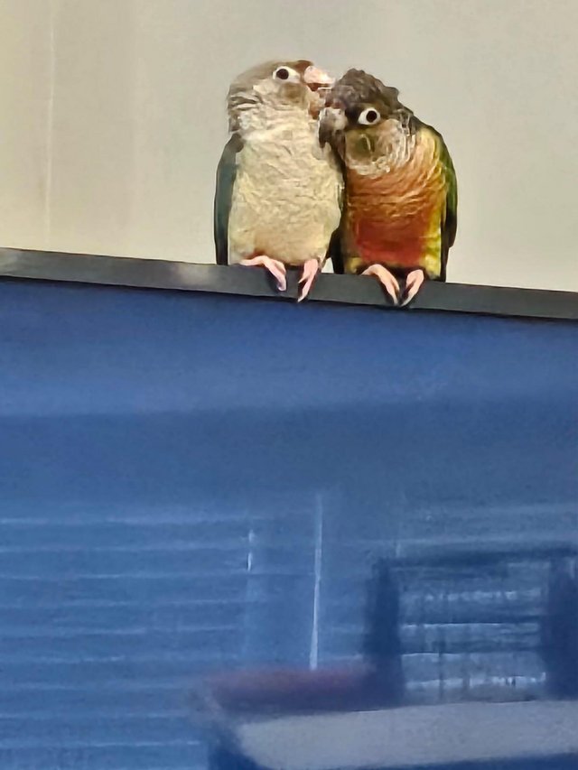Preview of the first image of Gcc and a pineapple conure.