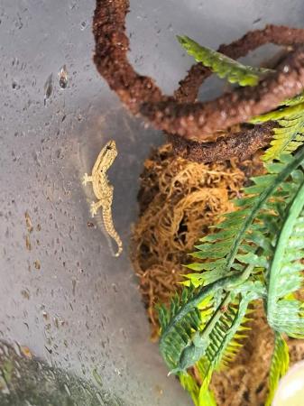 Image 5 of tiny mourning geko's this yrs babies