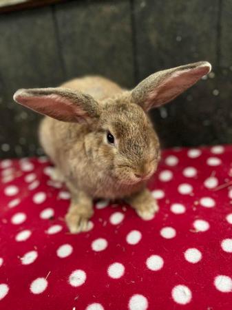 Image 9 of Stunning mini lop and lion head rabbits