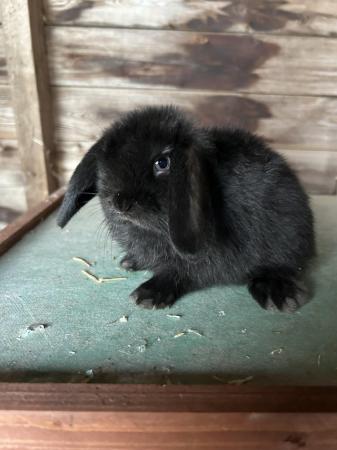 Image 3 of Gorgeous litter of mini lops babies, ready 16th July