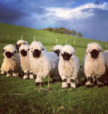 Image 2 of Valais blacknose Tup lambs for sale