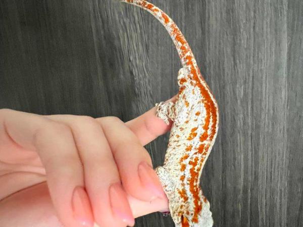 Image 3 of Red Stripe Gargoyle Gecko FOR SALE