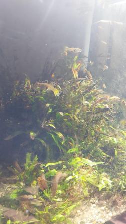 Image 3 of Guppies and Assasin snails ?? 12 for £10