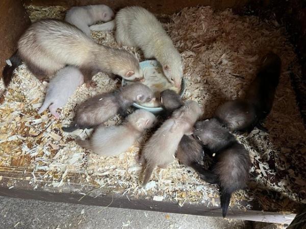Image 3 of Ferret kits for sale different colours