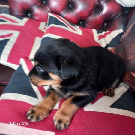 Image 3 of Beautiful Rottweiler puppies for Sale