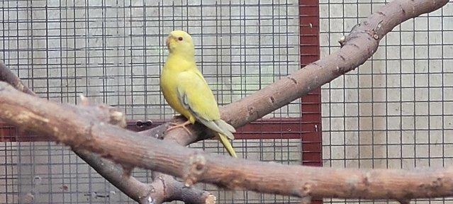 Image 2 of Eligant  grass parakeets  wanted pairs or single