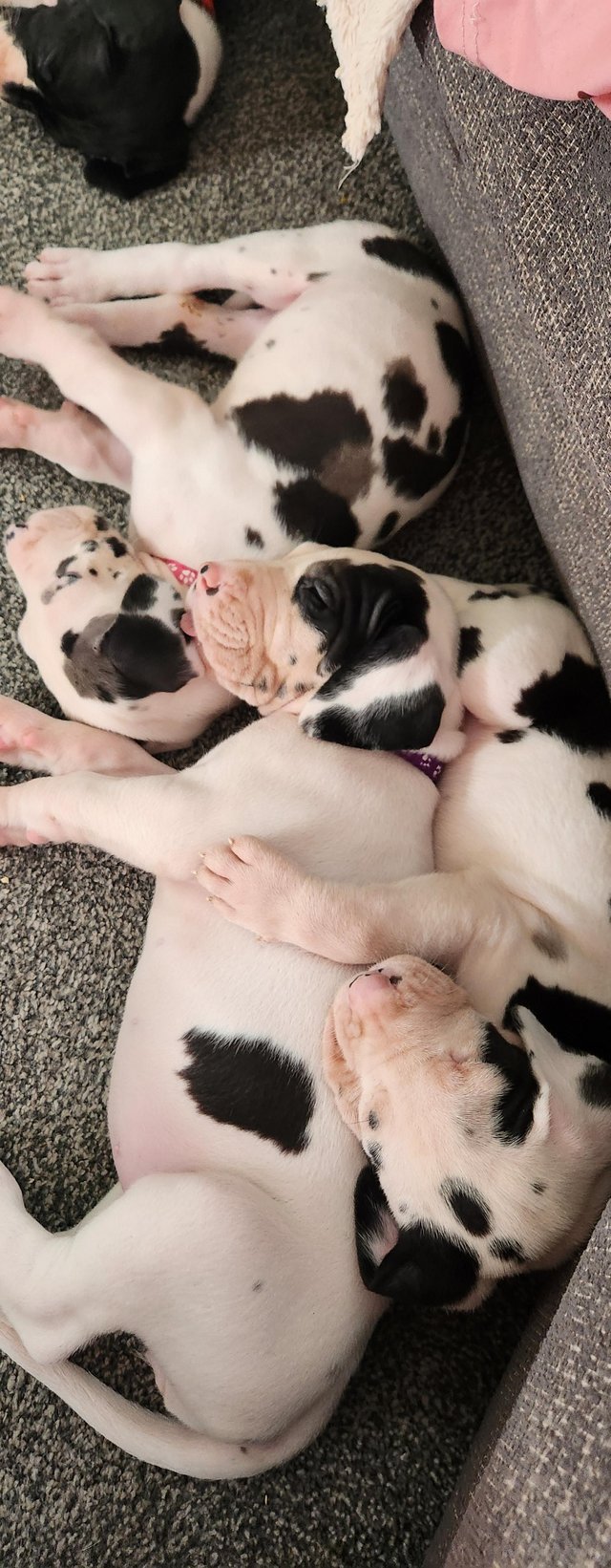 Preview of the first image of Beautiful Great dane puppies.