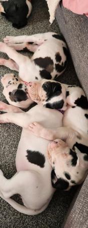 Image 1 of Beautiful Great dane puppies