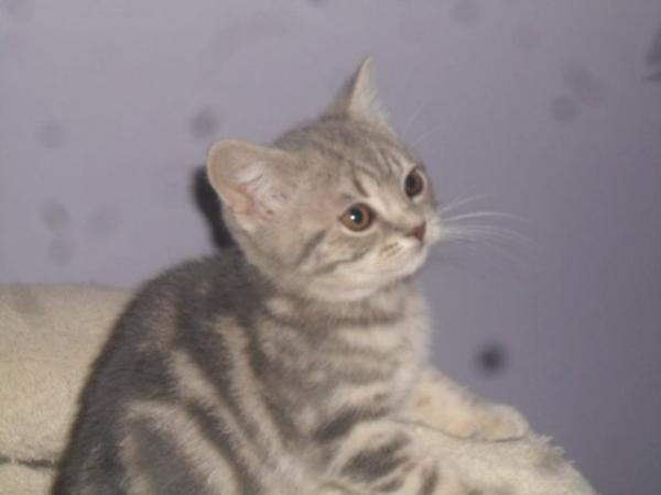Image 4 of READY NOW - British Shorthair Blue Male Kitten
