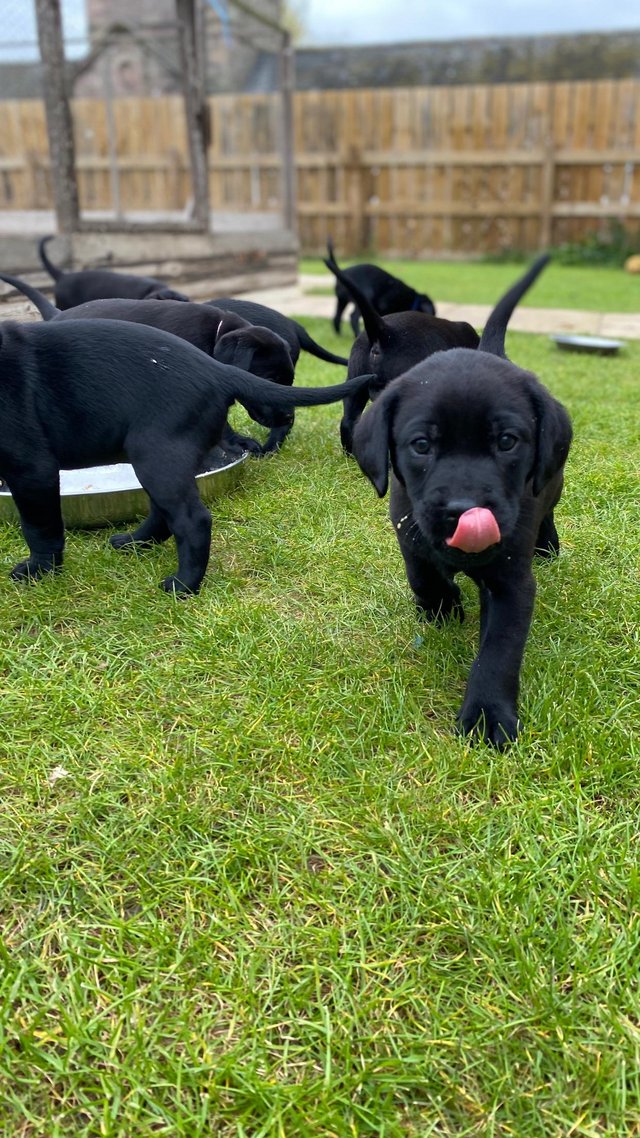 Preview of the first image of KC Registered black Labrador puppies.
