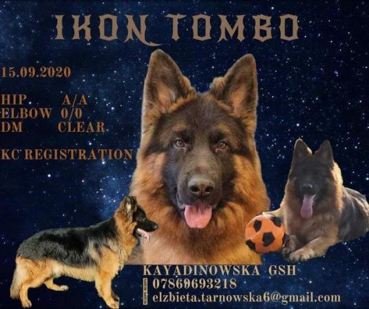 Image 6 of Ikon Tombo KC reg long coat German Shepherd