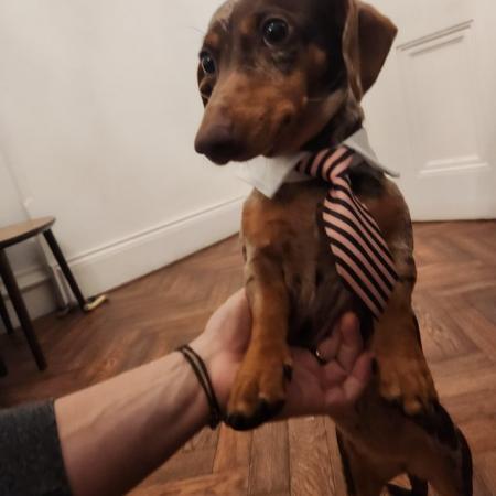 2 miniature dachshunds, 18 months old for sale in Dulwich, Southwark, Greater London - Image 4
