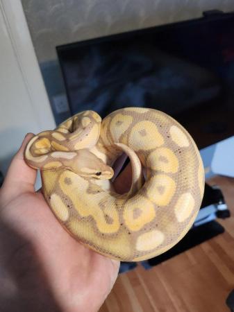 Image 5 of Bannana cinnamon pos ghost ball python
