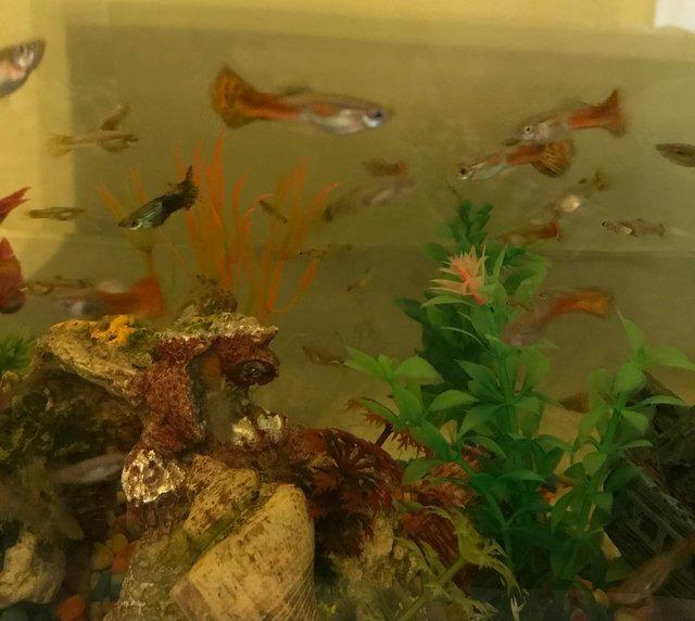 Preview of the first image of Tropical guppy fish for sale, very affordable.