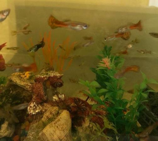 Image 1 of Tropical guppy fish for sale, very affordable