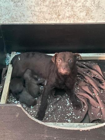 Image 1 of 5 Beautiful Chocolate Patterdale terriers !!