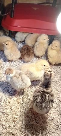 Image 1 of Buff Orpington chicks for sale.
