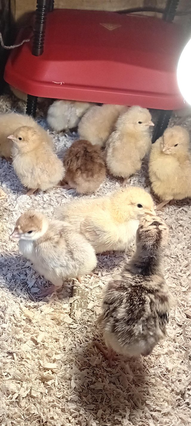 Preview of the first image of Buff Orpington chicks for sale..