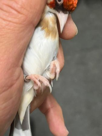 Image 5 of British goldfinch Chevron